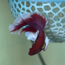 Cargar imagen en el visor de la galería, Lavender Dumbo Ear Halfmoon Male Betta | WYSIWYG
