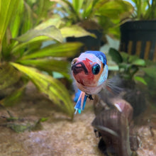 Load image into Gallery viewer, Lipstick Candy Koi Female Betta | WYSIWYG
