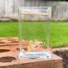Load image into Gallery viewer, Ribboned Banana Glass Belly Guppy Trio
