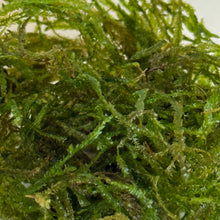 Cargar imagen en el visor de la galería, Flame Moss | Live Plant
