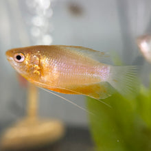 Cargar imagen en el visor de la galería, Honey Gourami | Live Fish
