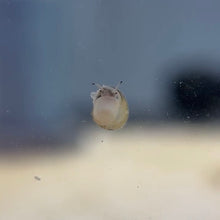 Cargar imagen en el visor de la galería, Japanese Trapdoor Snail Pair
