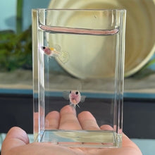 Load image into Gallery viewer, Ice Yellow Lace Tiger Glass Belly Guppy | Live fish
