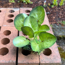 Cargar imagen en el visor de la galería, Realistic Artificial Aquarium Plant | Natural Green
