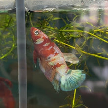 Load image into Gallery viewer, Pastel Light Candy Koi Female Betta | WYSIWYG B6
