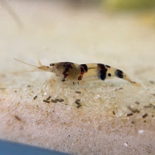 Load image into Gallery viewer, Raccoon Tiger Shrimp | Caridina (Raised in Neo Parameters)
