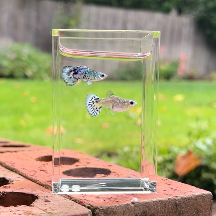 Blue Koi Snake Skin Guppy Pair
