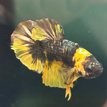 Load image into Gallery viewer, "Bee" Candy Koi Betta Fish (Male) | WYSIWYG D4
