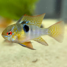 Cargar imagen en el visor de la galería, German Blue Ram Cichlid
