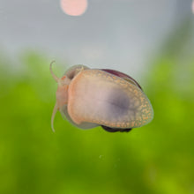 Load image into Gallery viewer, Magenta Mystery Snail
