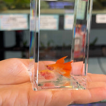 Cargar imagen en el visor de la galería, Ribboned Albino Red Ear Fin C Glass Belly Guppy Pair
