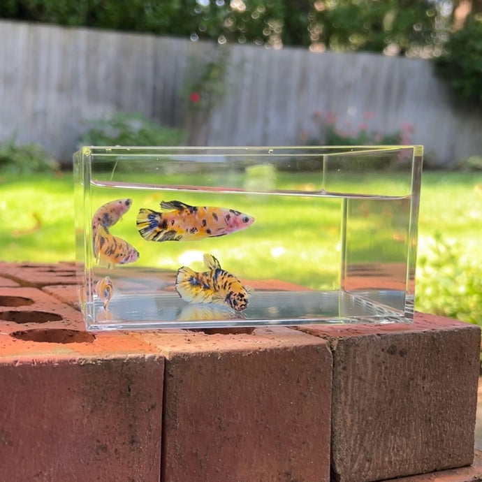 Galaxy Koi Yellow Betta Sorority Pack
