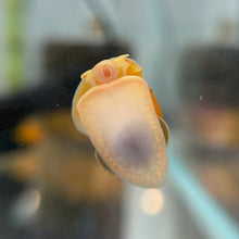 Cargar imagen en el visor de la galería, Gold Mystery Snail
