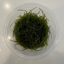 Load image into Gallery viewer, Java Moss | Live Plant

