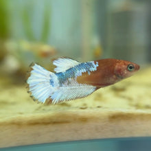 Load image into Gallery viewer, Hellboy Female Betta "red, white, &amp; blue" | WYSIWYG
