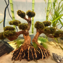 Load image into Gallery viewer, Christmas Moss on Flat Bonsai Driftwood Tree (live plant attached)
