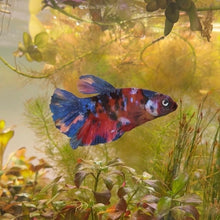 Cargar imagen en el visor de la galería, "Mr. Flare" Rainbow Candy Koi Male Betta | WYSIWYG
