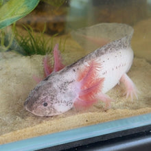 Load image into Gallery viewer, Piebald Axolotl
