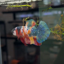 Load image into Gallery viewer, "Rambo" Rainbow Candy Koi Betta Fish (Male) | WYSIWYG A5

