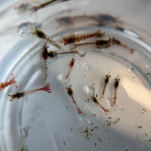 Load image into Gallery viewer, Cull Pack Shrimp | 10 Cull Shrimp
