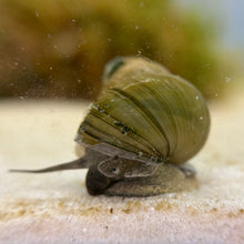 Cargar imagen en el visor de la galería, Japanese Trapdoor Snail (Viviparus malleattus)
