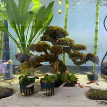 Load image into Gallery viewer, Christmas Moss on Medium Twisted Bonsai Driftwood Tree
