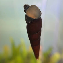 Cargar imagen en el visor de la galería, Assorted Rabbit Snail
