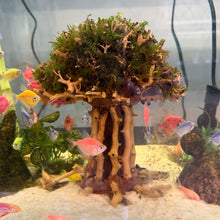 Load image into Gallery viewer, Christmas Moss on Large Straight Bonsai Driftwood Tree (live plant attached)
