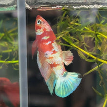 Load image into Gallery viewer, Pastel Light Candy Koi Female Betta | WYSIWYG B6
