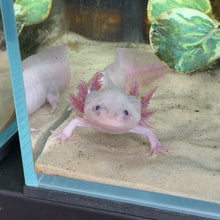 Load image into Gallery viewer, "Pikachu" Male Blue Gill Dirty Leucistic (Lucy) Axolotl | WYSIWYG
