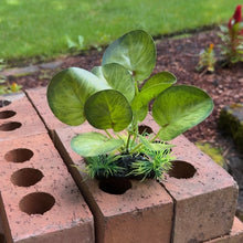 Cargar imagen en el visor de la galería, Realistic Artificial Aquarium Plant | Natural Green
