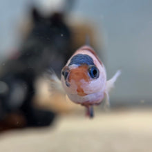 Cargar imagen en el visor de la galería, Candy Female Betta | WYSIWYG
