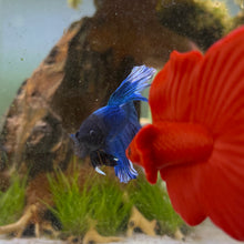 Cargar imagen en el visor de la galería, Blue &amp; White Halfmoon Male Betta | WYSIWYG

