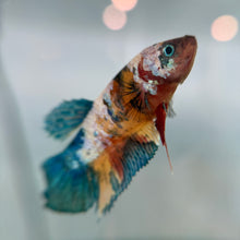 Cargar imagen en el visor de la galería, Blue Eye Rainbow Candy Koi Female Betta | WYSIWYG
