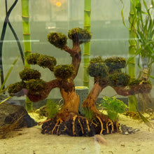 Load image into Gallery viewer, Christmas Moss on Flat Bonsai Driftwood Tree (live plant attached)

