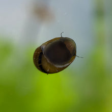 Cargar imagen en el visor de la galería, Tricolor Zebra Thorn Nerite Snail
