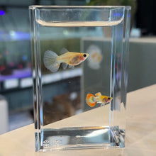 Load image into Gallery viewer, Starburst Glass Belly Guppy Pair
