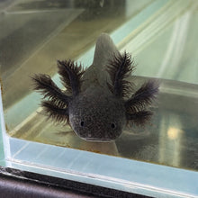 Cargar imagen en el visor de la galería, Baby Melanoid Axolotl
