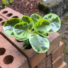 Cargar imagen en el visor de la galería, Realistic Artificial Aquarium Plant | Light Green
