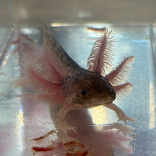 Load image into Gallery viewer, Baby Piebald Axolotl
