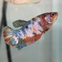 Load image into Gallery viewer, Milk Cow Candy Koi Female Betta | WYSIWYG
