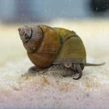 Cargar imagen en el visor de la galería, Japanese Trapdoor Snail (Viviparus malleattus)
