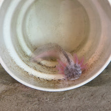 Cargar imagen en el visor de la galería, "Bestie" Juvenile Piebald Axolotl | WYSIWYG
