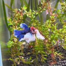 Load image into Gallery viewer, White Lipstick Dumbo Ear Candy Koi Male Betta | WYSIWYG
