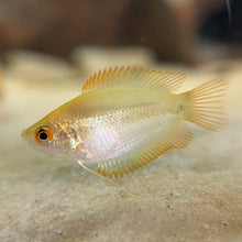 Cargar imagen en el visor de la galería, Honey Fire Gourami
