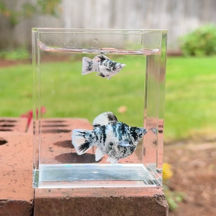 Marble Blue Eye Balloon Molly Pair