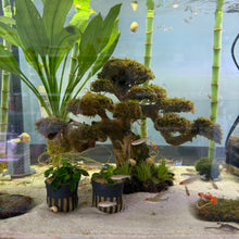 Load image into Gallery viewer, Christmas Moss on Medium Twisted Bonsai Driftwood Tree
