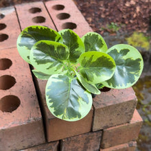 Cargar imagen en el visor de la galería, Realistic Artificial Aquarium Plant | Light Green
