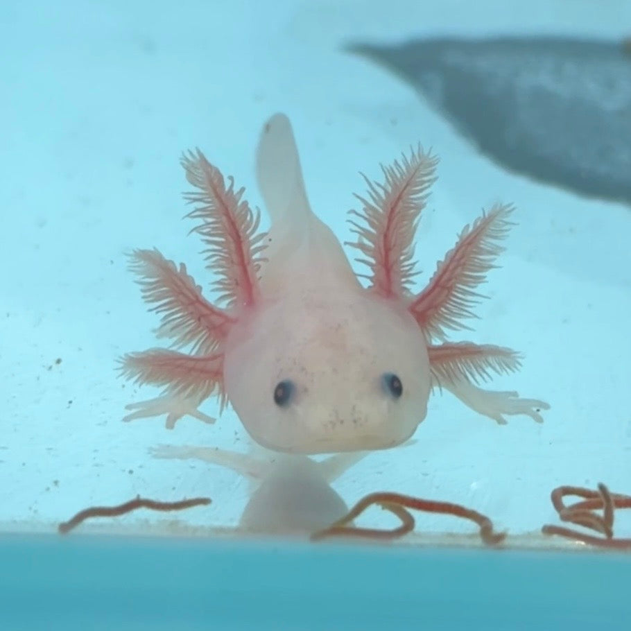 Baby Leucistic (Lucy) Axolotl – Fish4Ever Aquatics