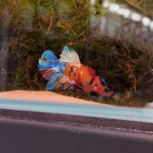Cargar imagen en el visor de la galería, Orange Rainbow Candy Koi Male Betta | WYSIWYG
